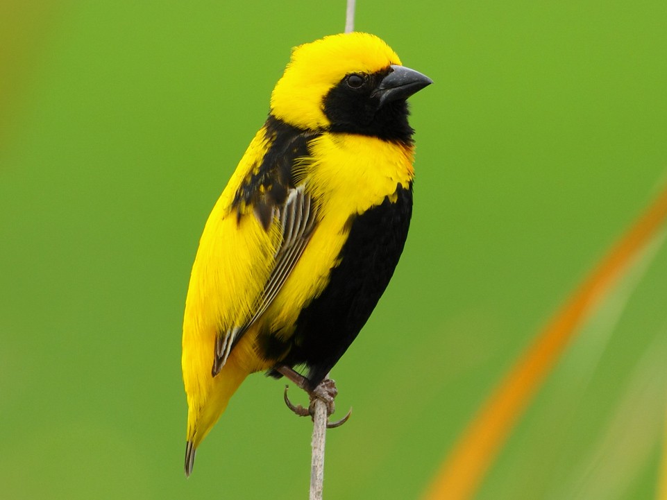 Yellow-crowned Bishop - eBird