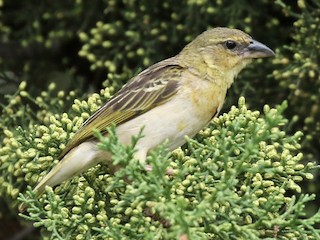 นกเพศเมียหรือเพศผู้ชุดขนนอกฤดูผสมพันธุ์ - John Bruin - ML257882601