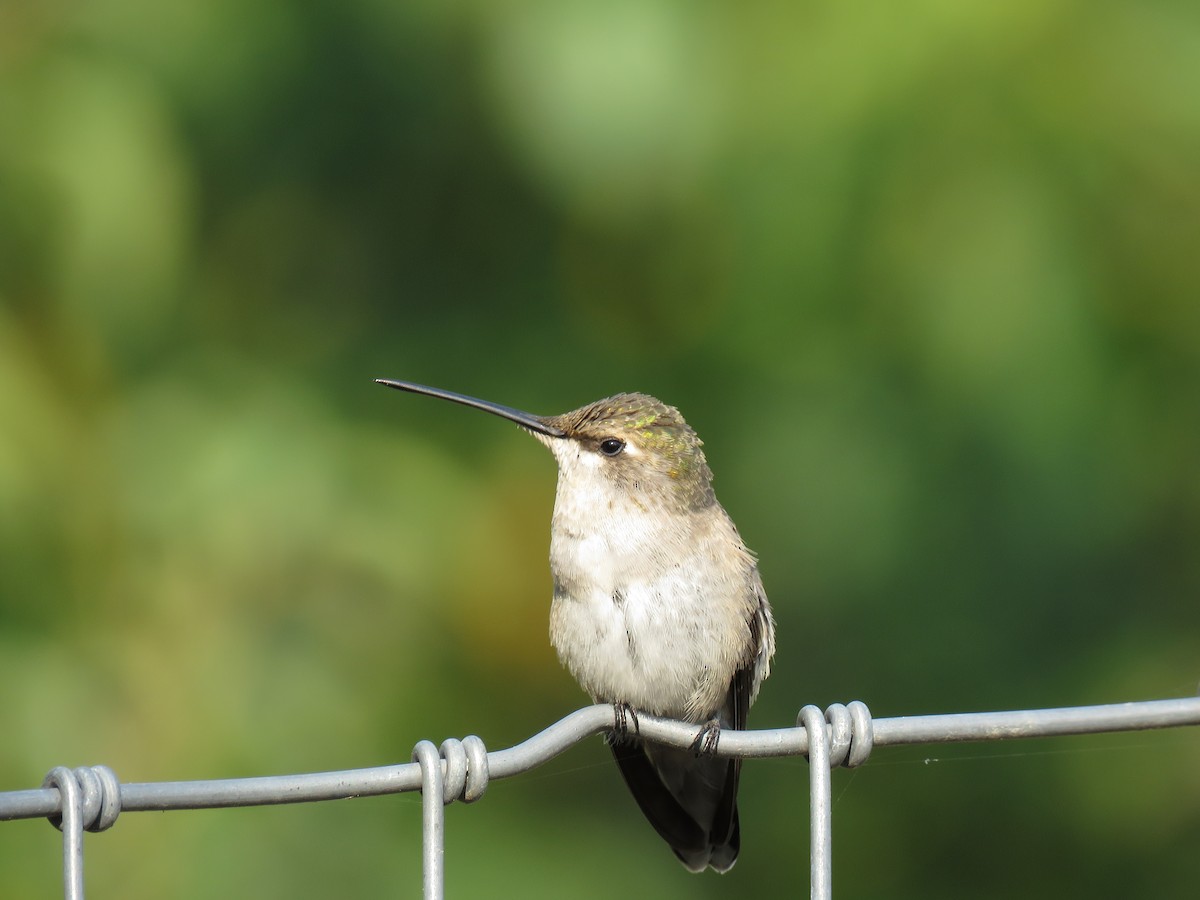 Black-chinned Hummingbird - Josh Snead