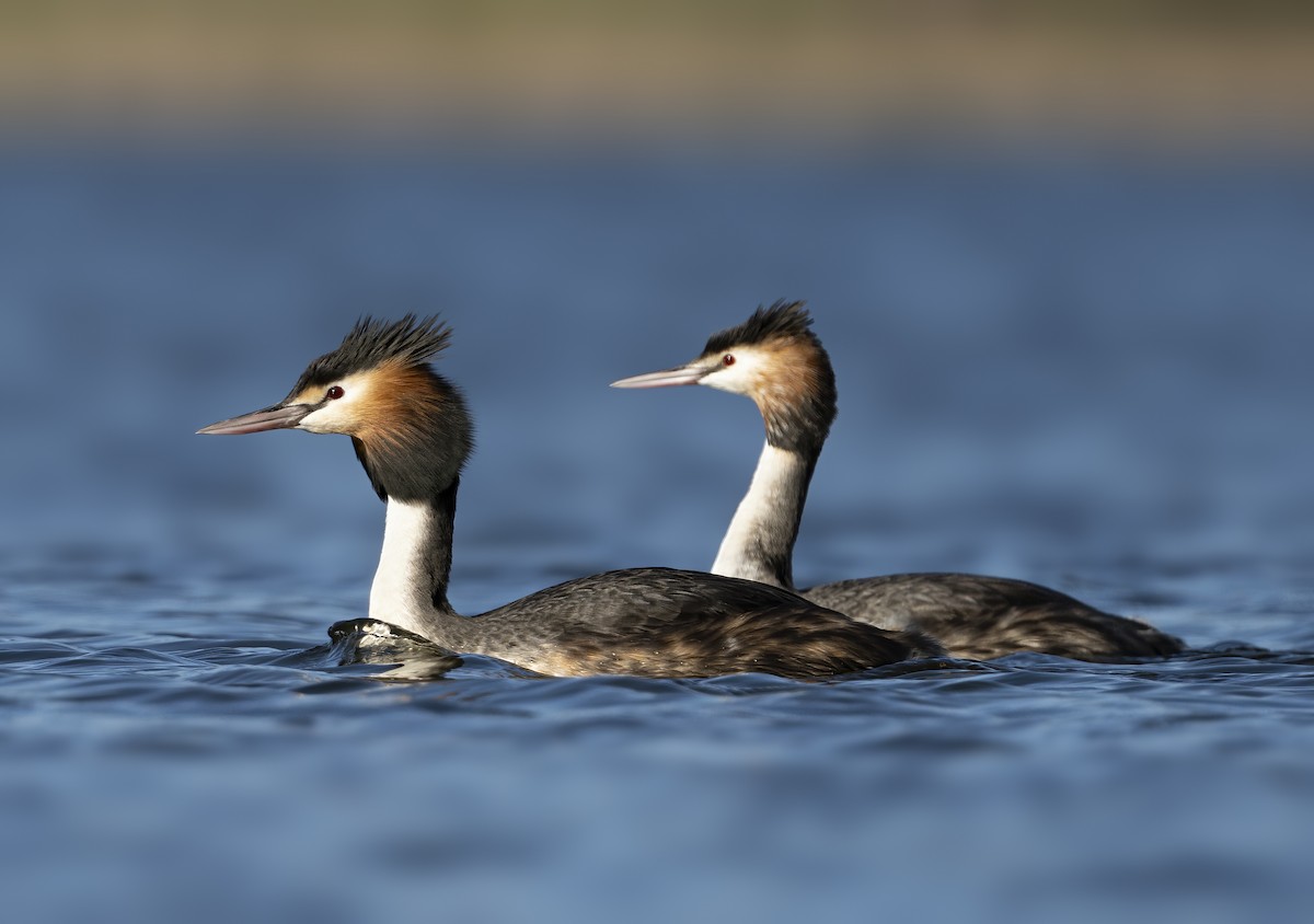 Great Crested Grebe - ML257889471