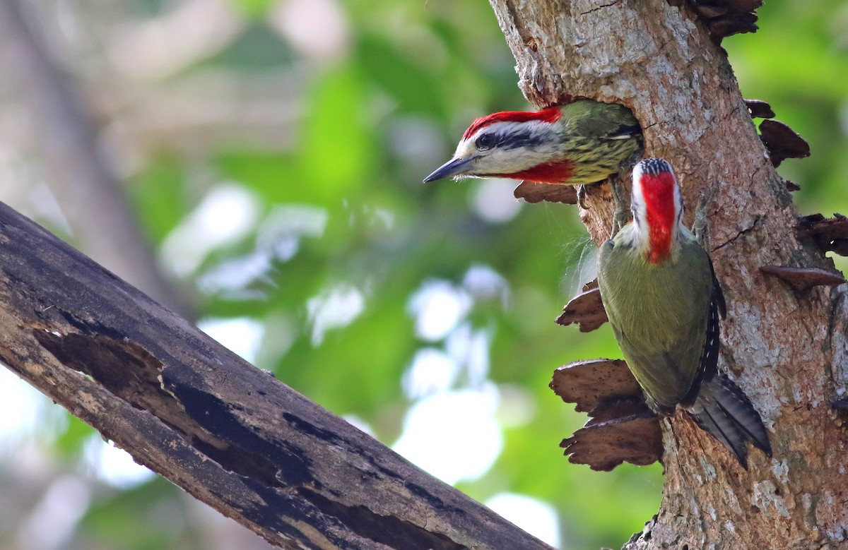 Cuban Green Woodpecker - ML257890711