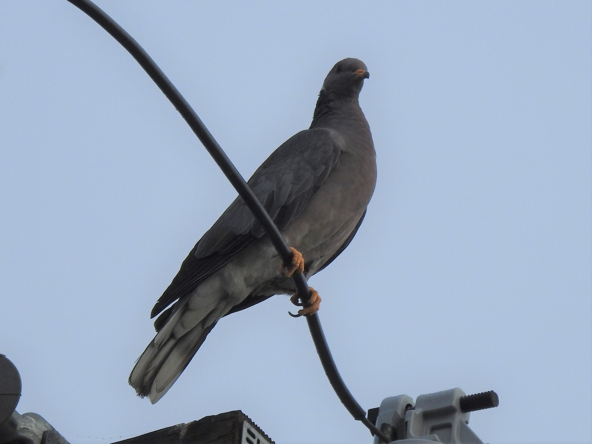 Band-tailed Pigeon - Chris Dean