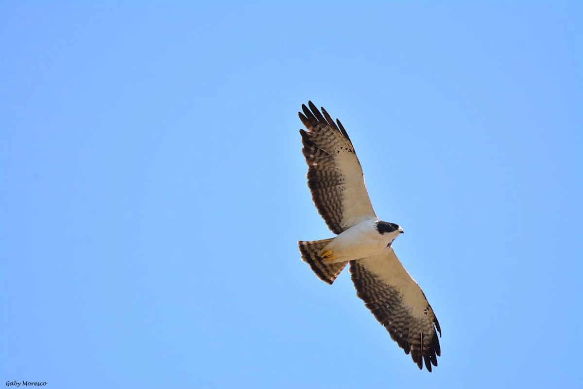 Short-tailed Hawk - Dante Gabriel Moresco