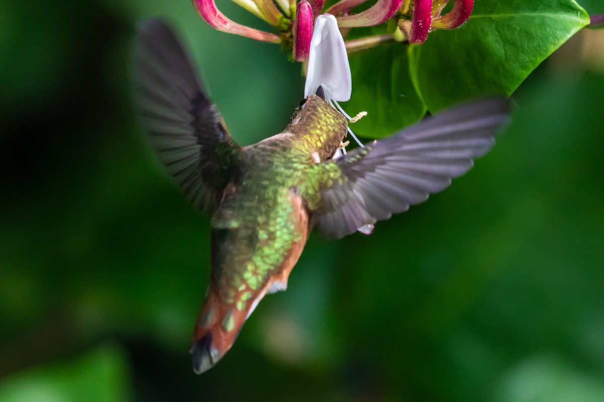 Rufous Hummingbird - ML257894541