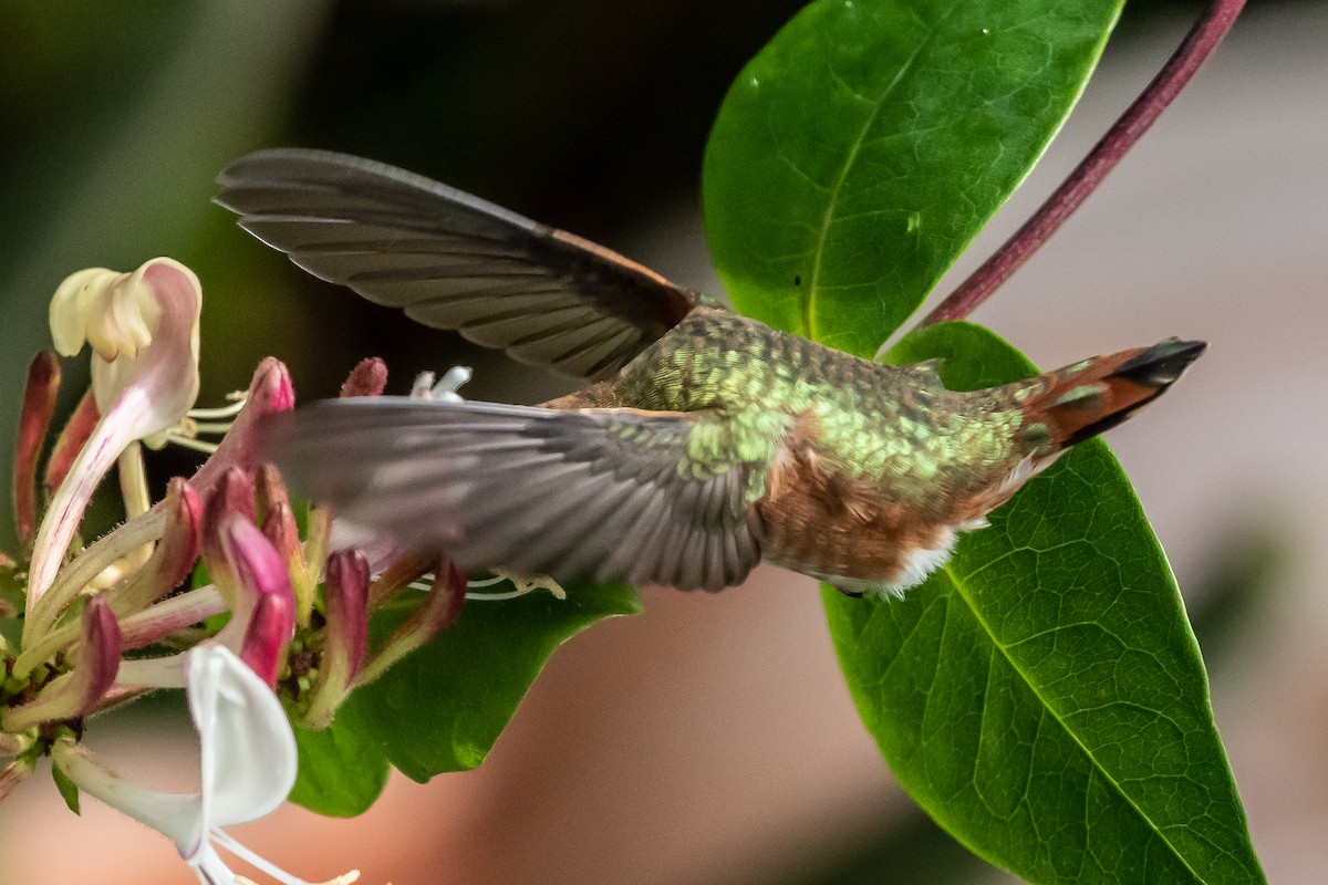 Rufous Hummingbird - ML257894561