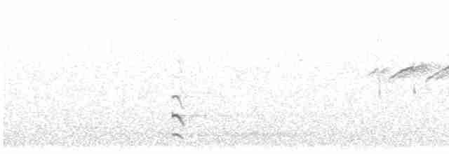 Black-tailed Godwit (islandica) - ML257894901