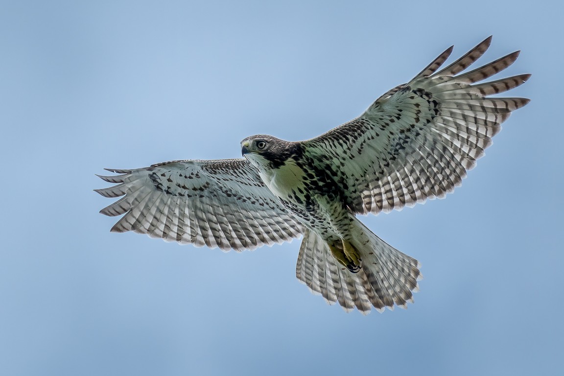 Red-tailed Hawk - Andy Wilson