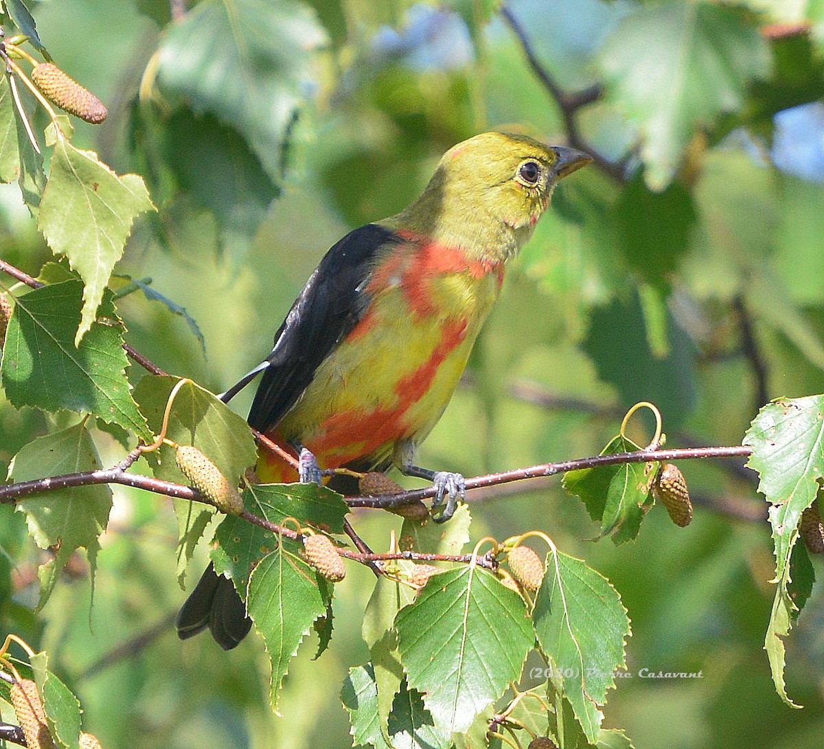 Scarlet Tanager - ML257897541