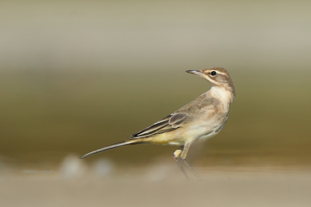 Western Yellow Wagtail - Miguel Rouco
