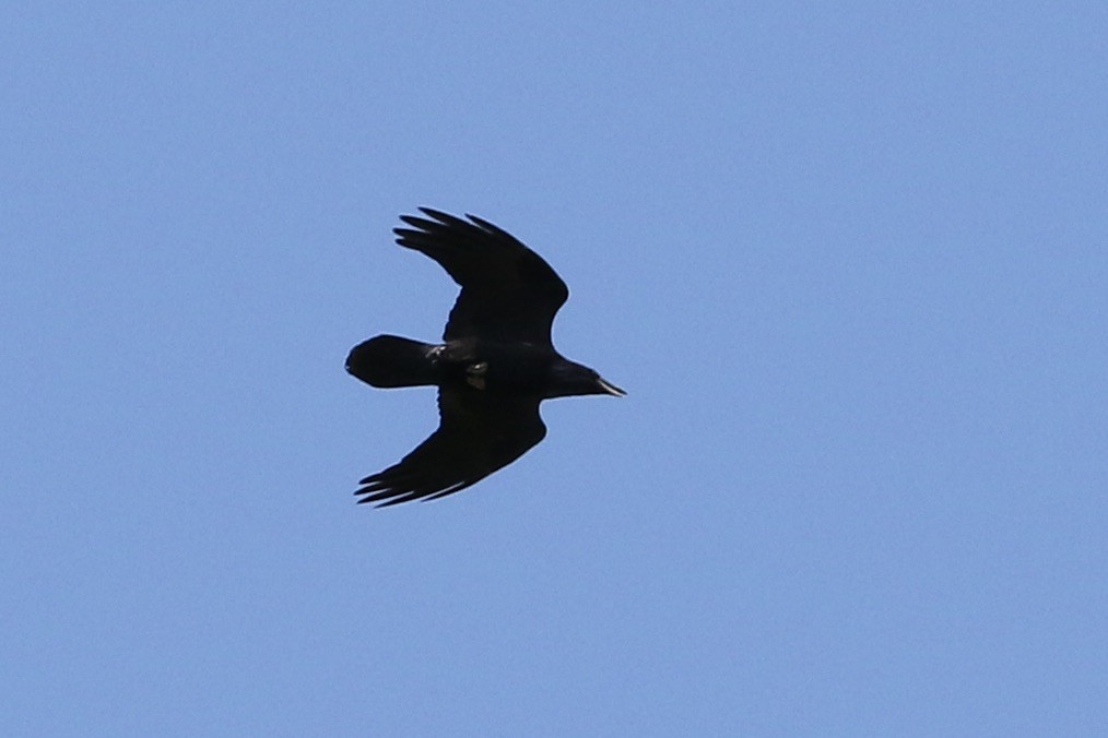 Common Raven - ML257899021