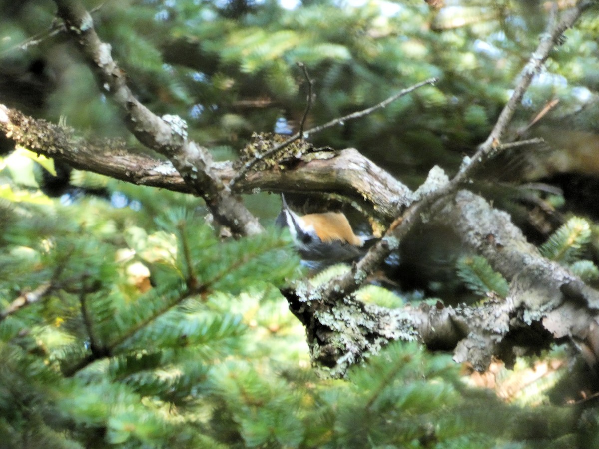 Red-breasted Nuthatch - ML257899121