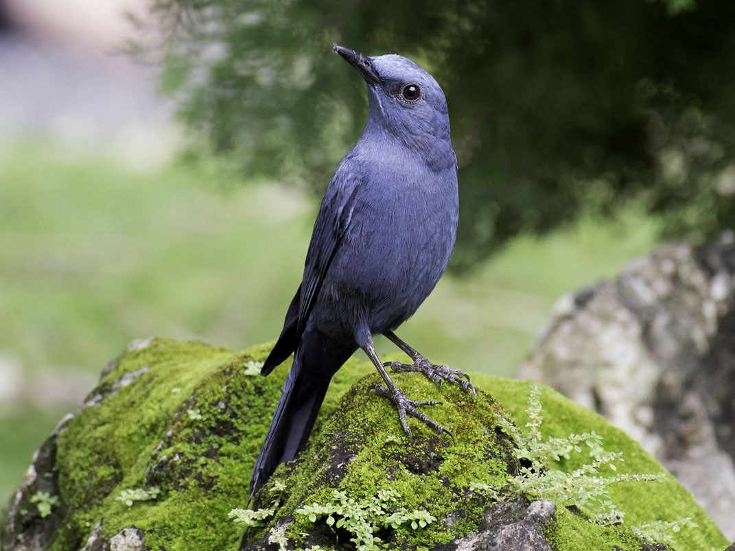 Blue Rock-Thrush - wengchun malaysianbirder
