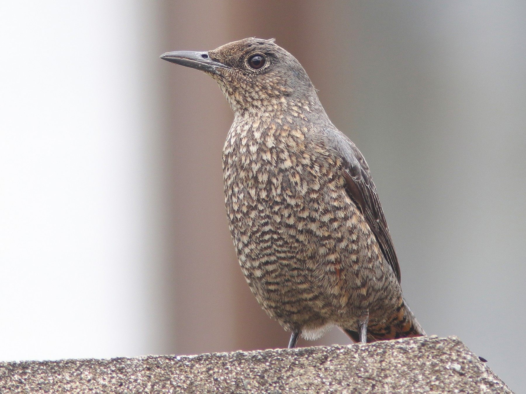 Blue Rock-Thrush - William Price