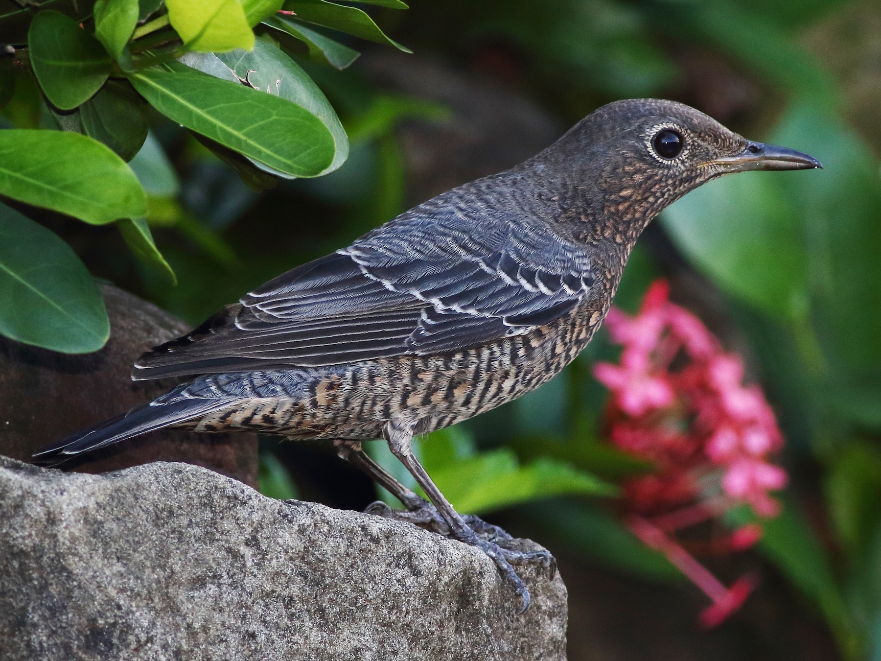 Blue Rock-Thrush - Ohad Sherer