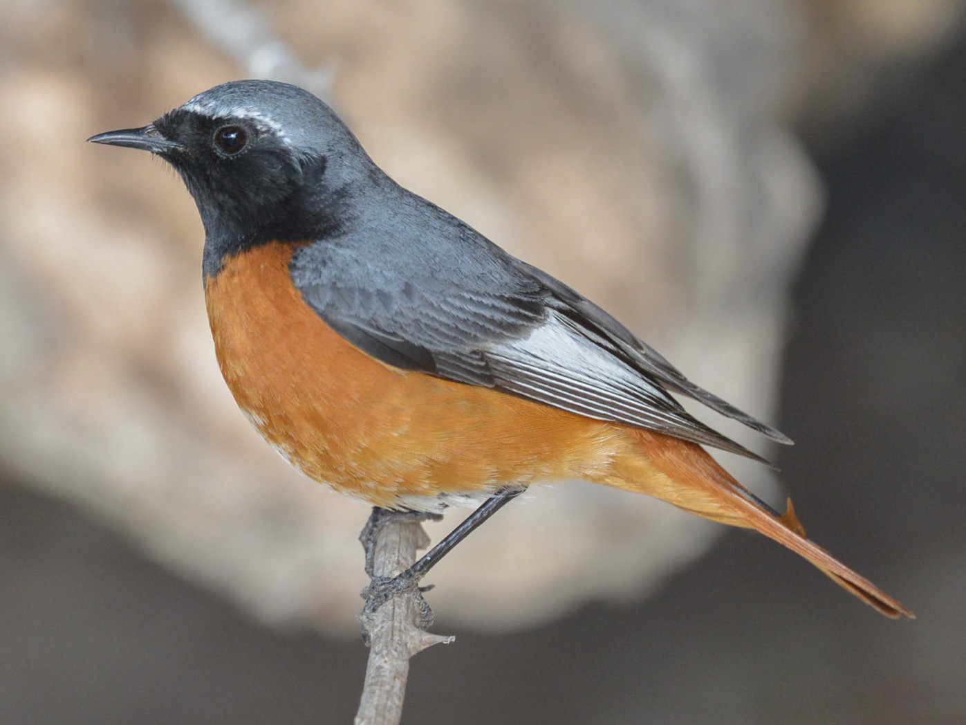 Common Redstart - Khalifa Al Dhaheri