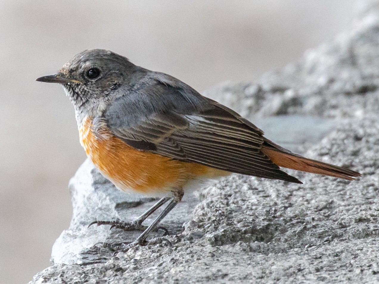 Common Redstart eBird