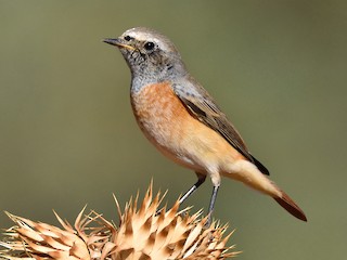 Immature male (Common) - Santiago Caballero Carrera - ML257901981