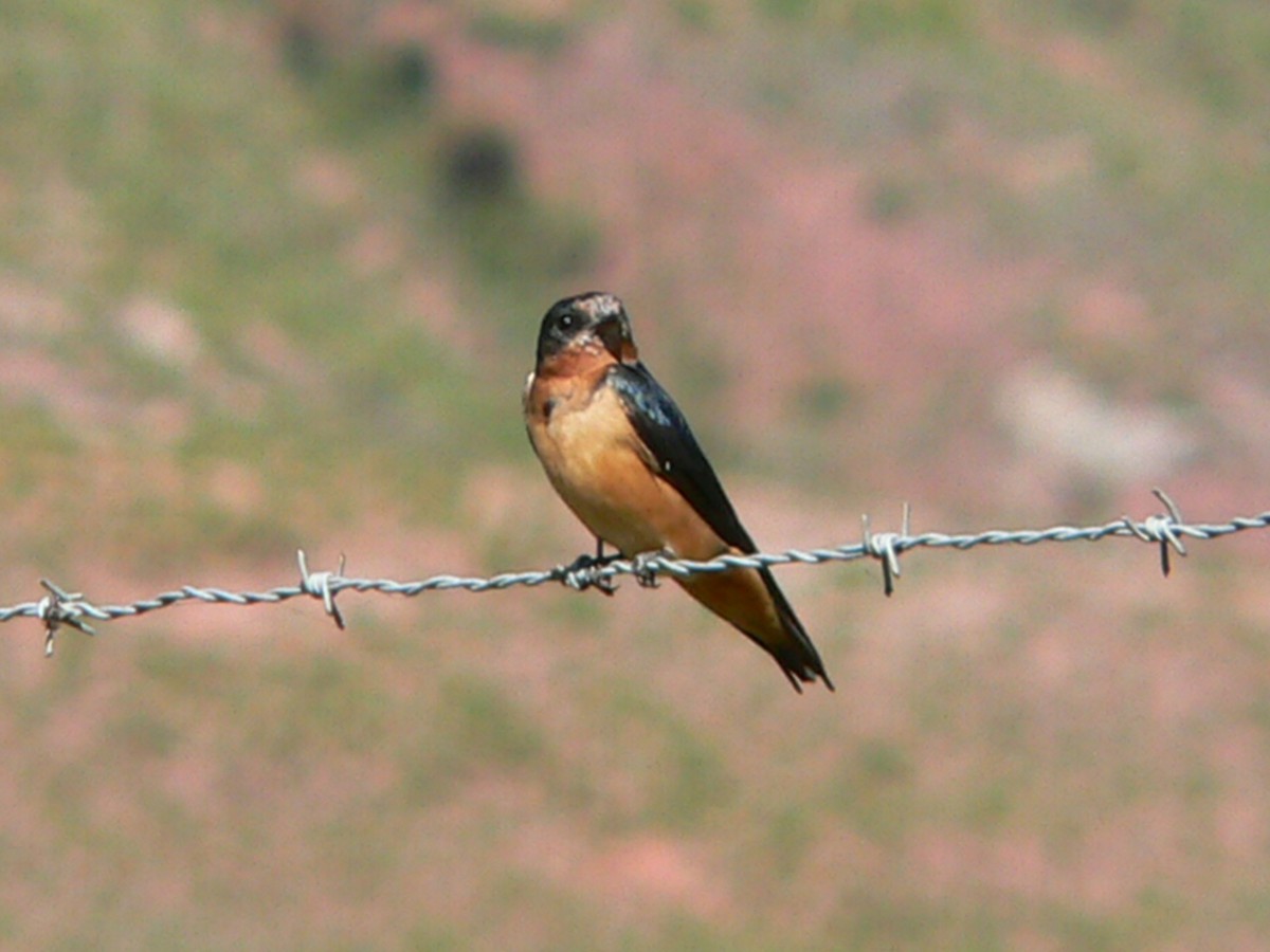 Barn Swallow - Charley Hesse TROPICAL BIRDING