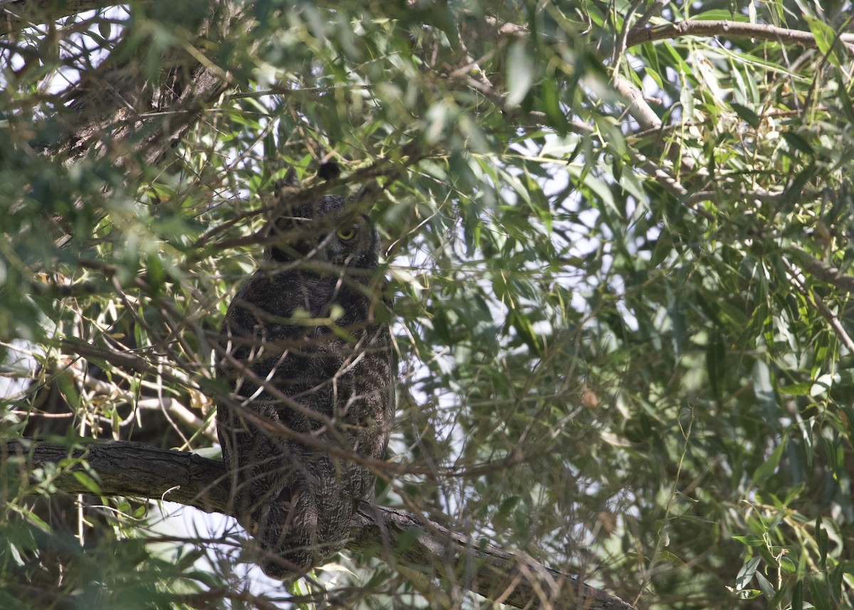 Great Horned Owl - ML257907101