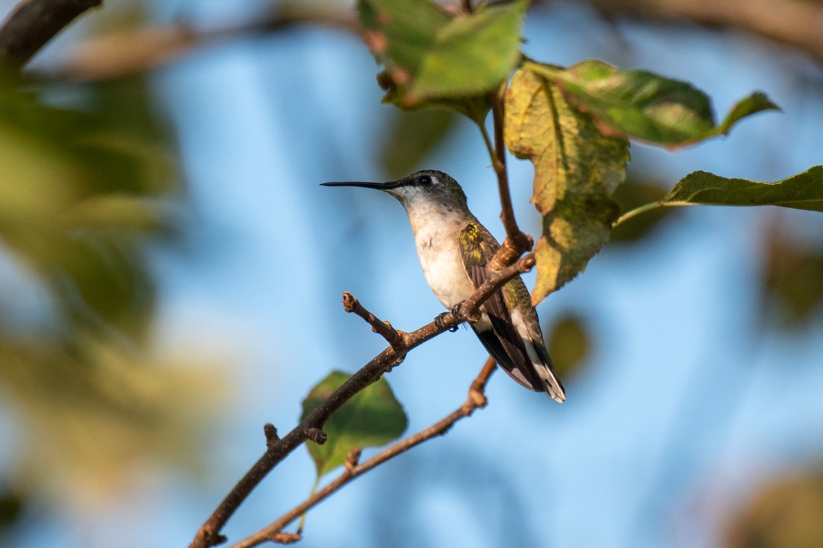 Ruby-throated Hummingbird - Kayann Cassidy