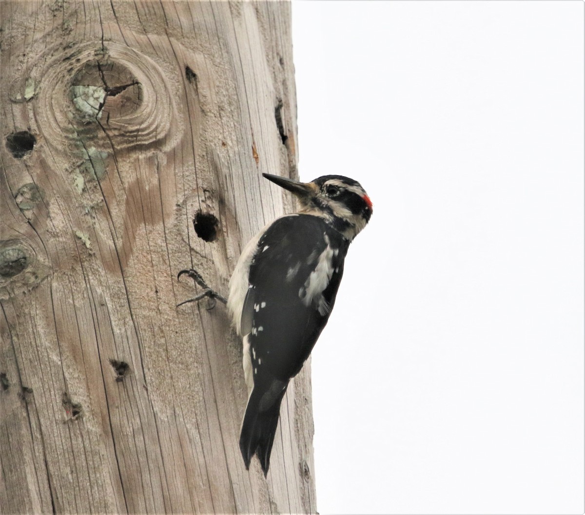 Hairy Woodpecker - ML257911151