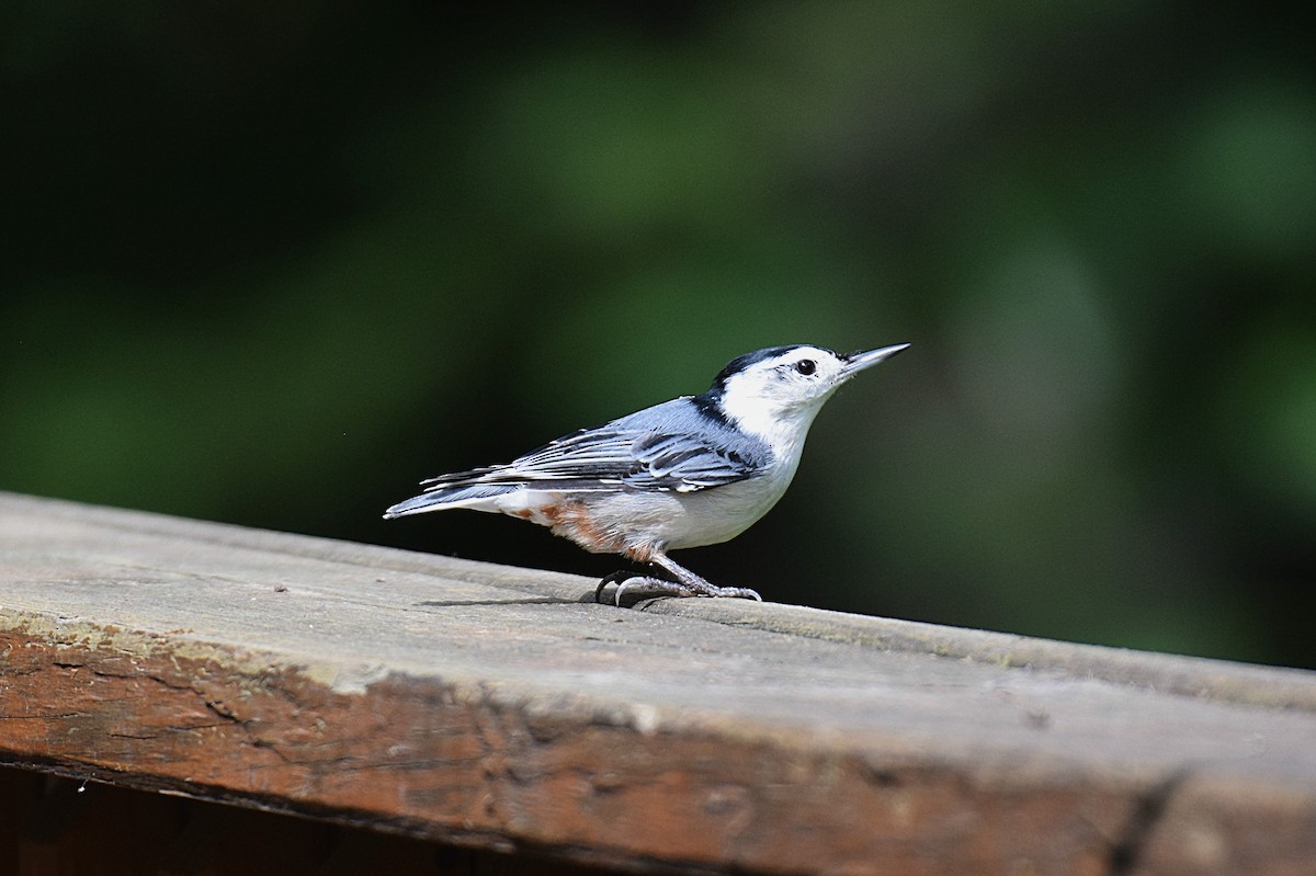 White-breasted Nuthatch - Hugh Barger