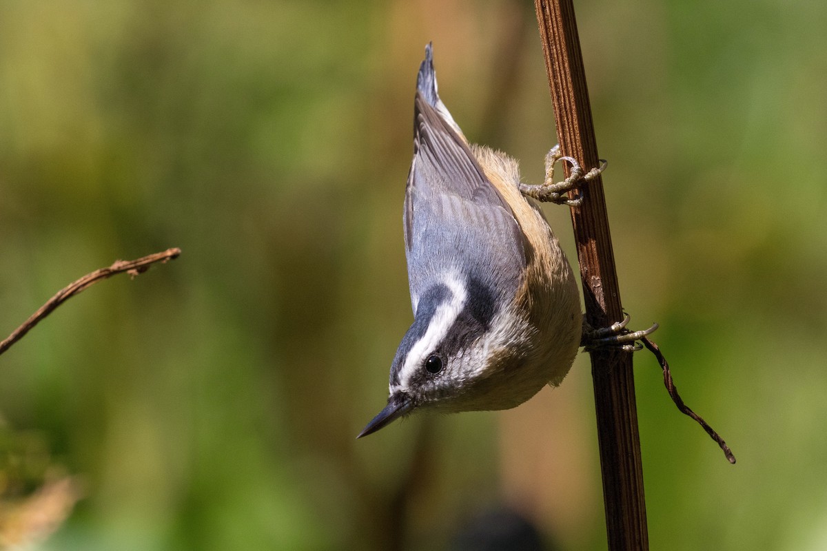 Red-breasted Nuthatch - Victor Stoll