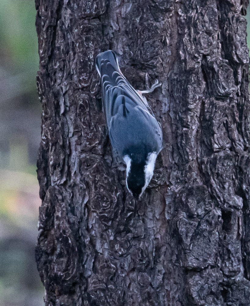 White-breasted Nuthatch - ML257917931