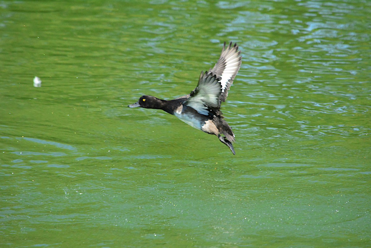 Tufted Duck - ML257919231