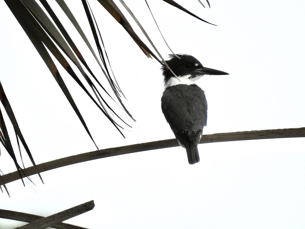 Belted Kingfisher - ML257921101