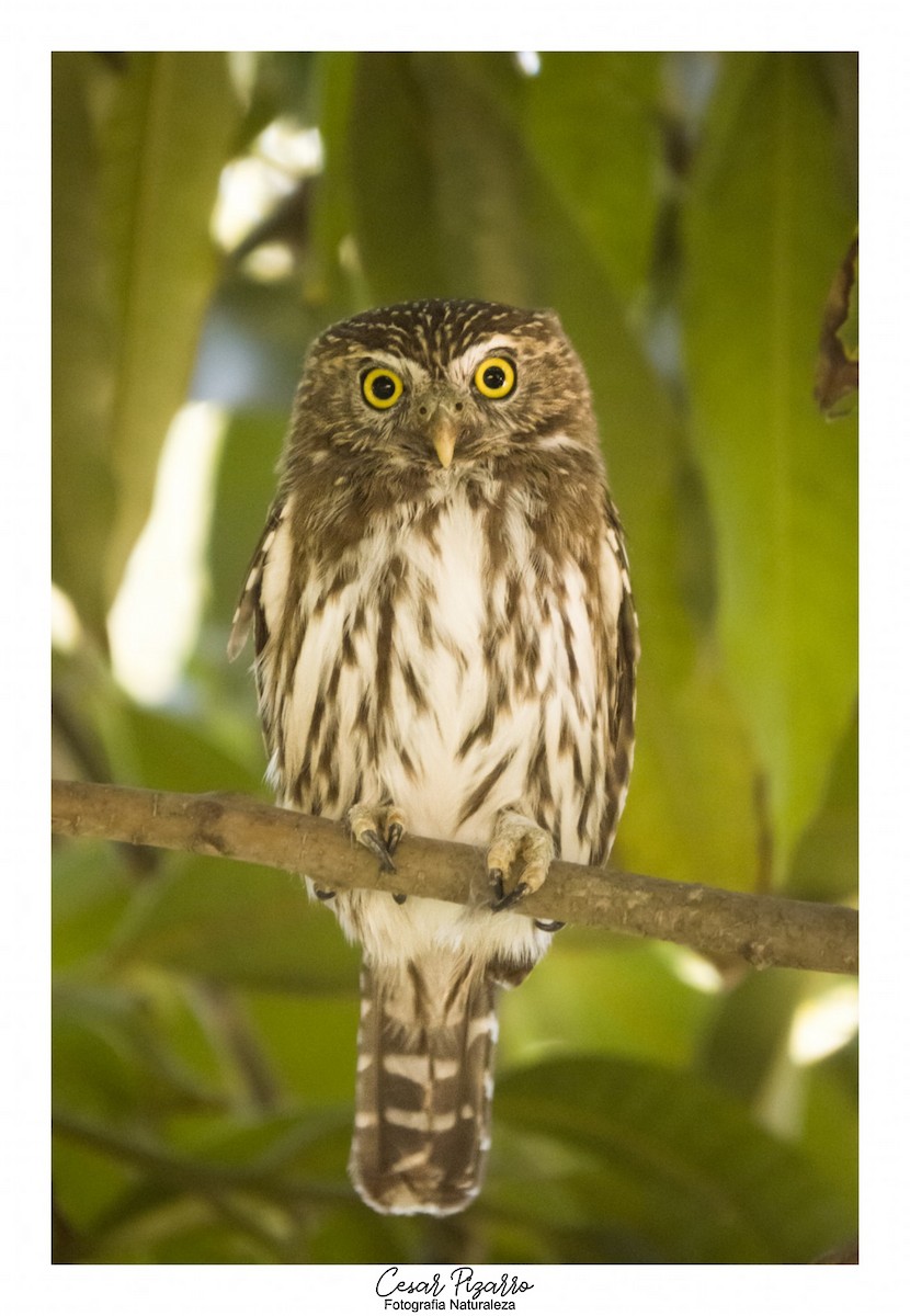 Ferruginous Pygmy-Owl - ML257921231