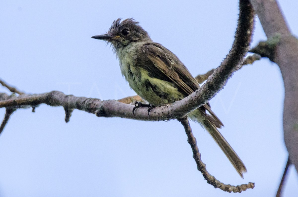 Great Crested Flycatcher - ML257922971