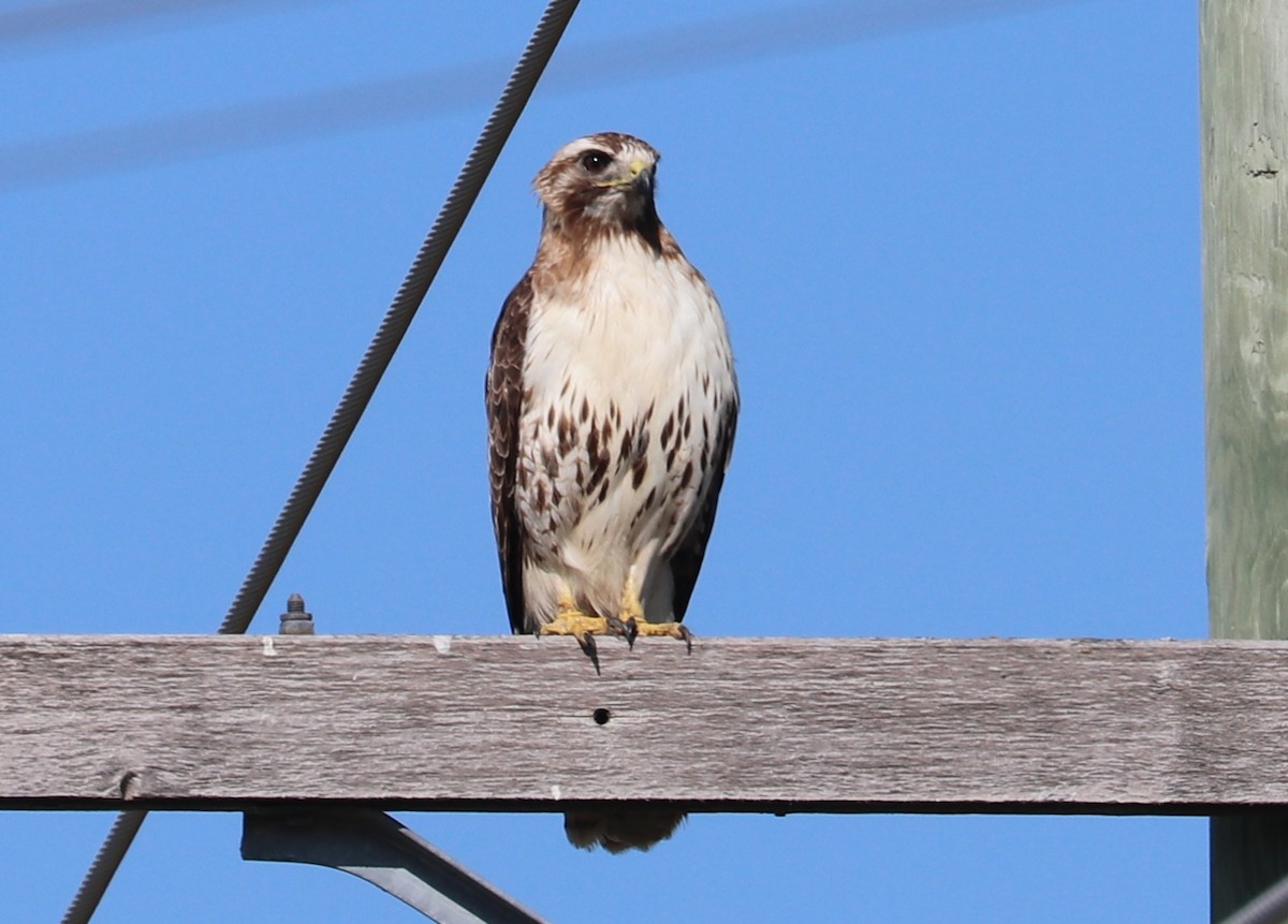 Red-tailed Hawk - ML257923301
