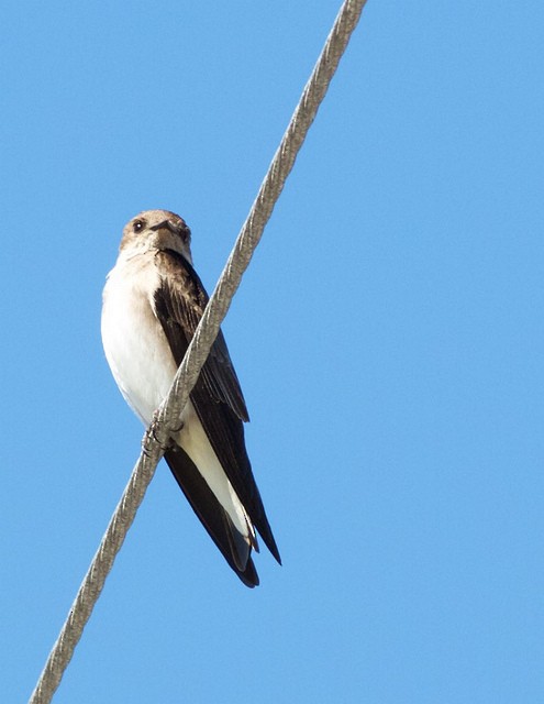 Northern Rough-winged Swallow - Anonymous