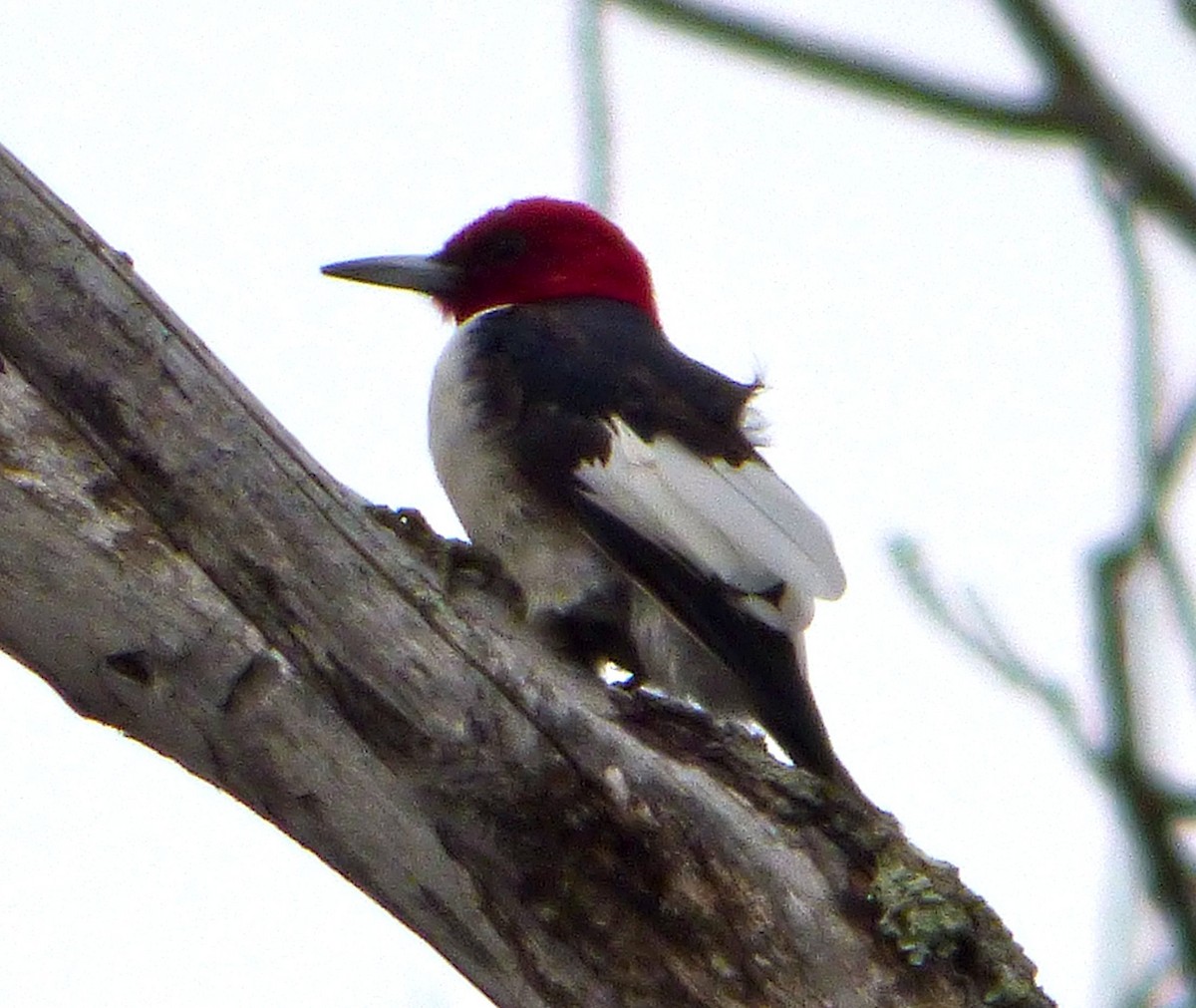 Red-headed Woodpecker - ML25792611