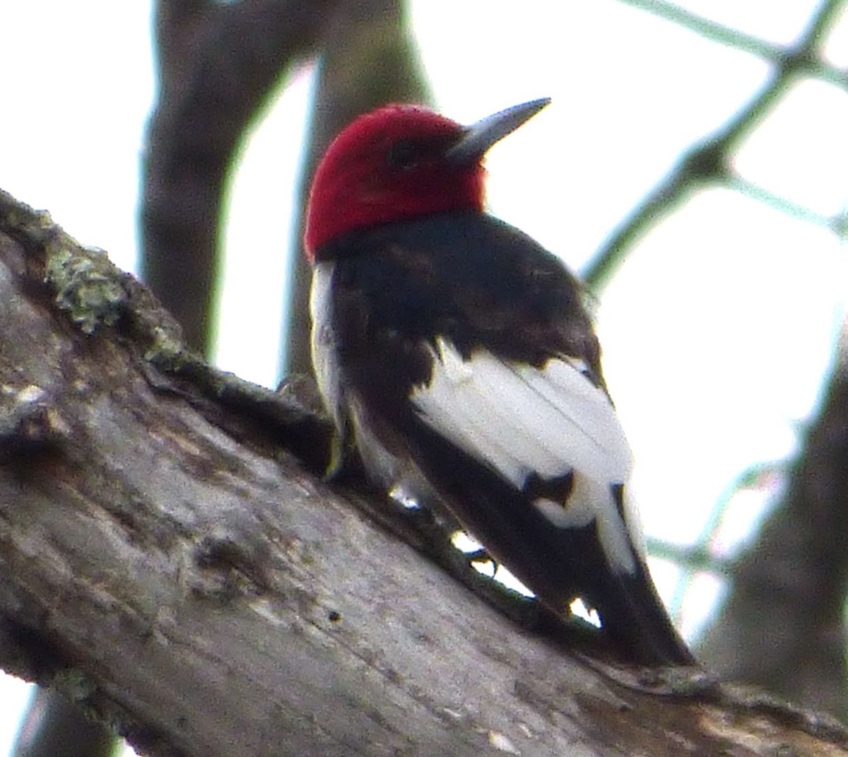 Red-headed Woodpecker - ML25792621