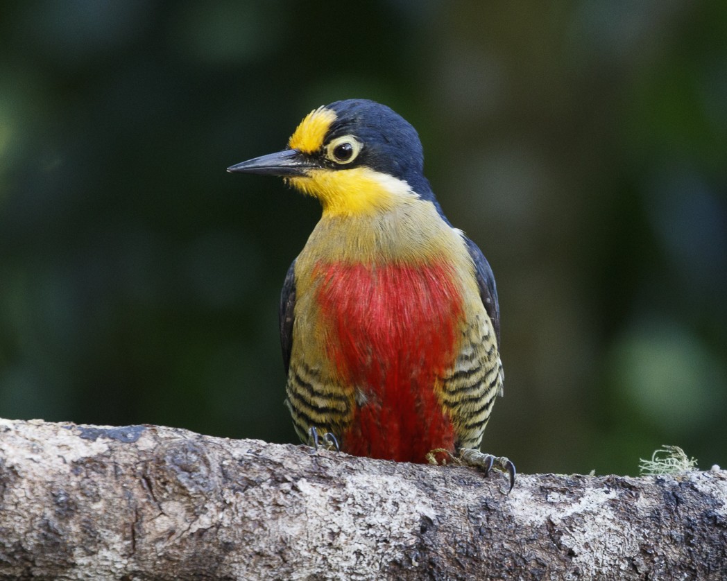 Yellow-fronted Woodpecker - ML257927821