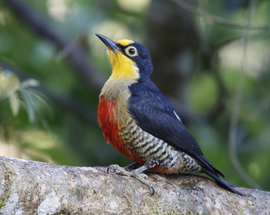 Yellow-fronted Woodpecker - Silvia Faustino Linhares