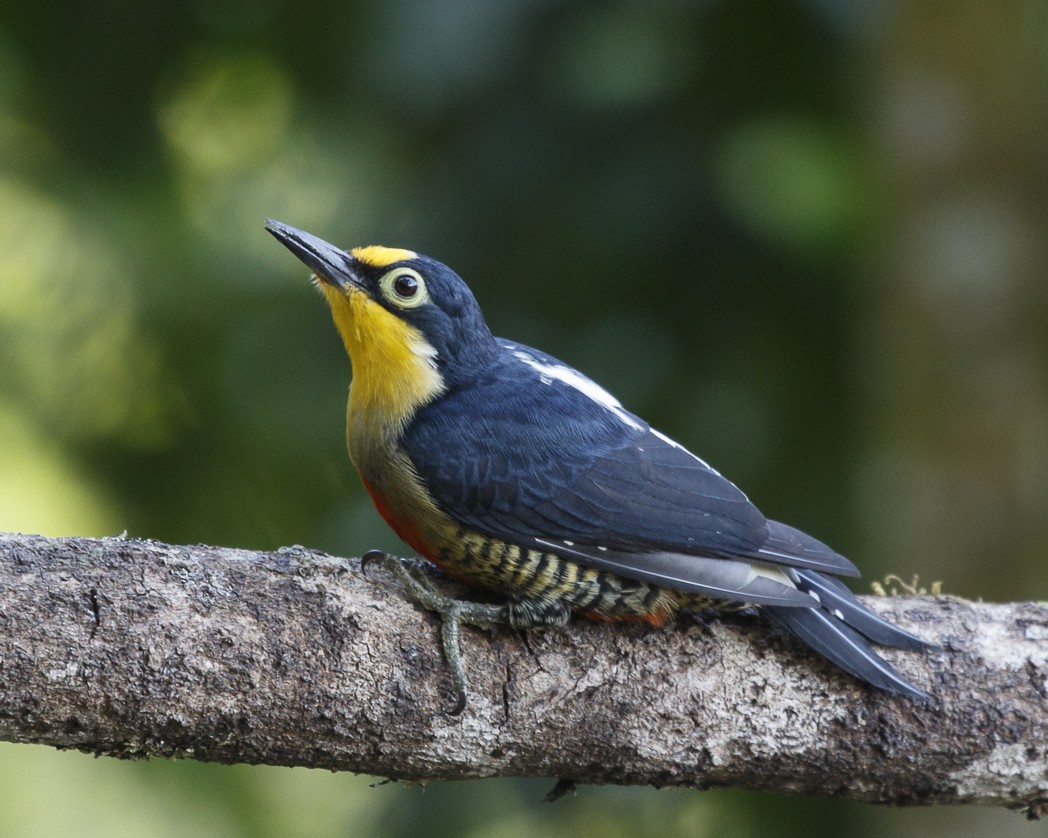 Yellow-fronted Woodpecker - ML257927841