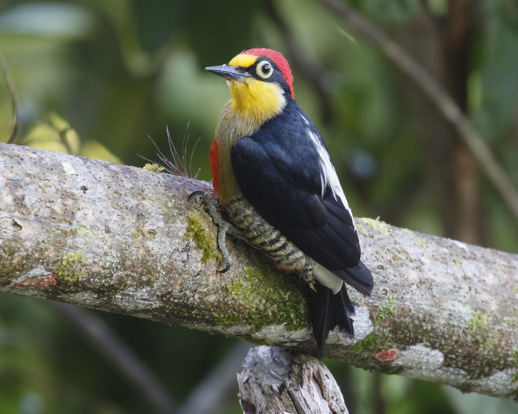 Yellow-fronted Woodpecker - ML257927851