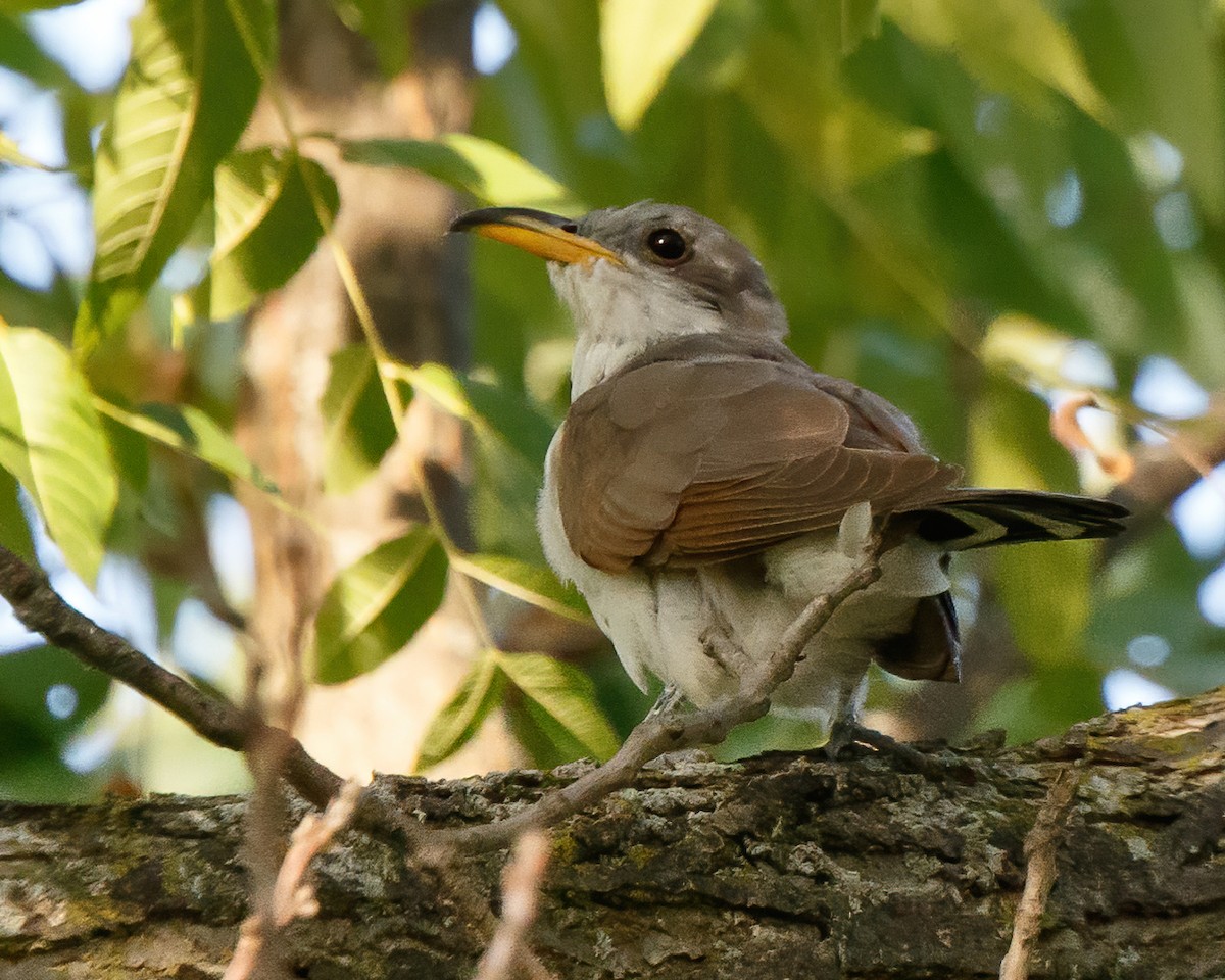 Yellow-billed Cuckoo - Jeff Stacey