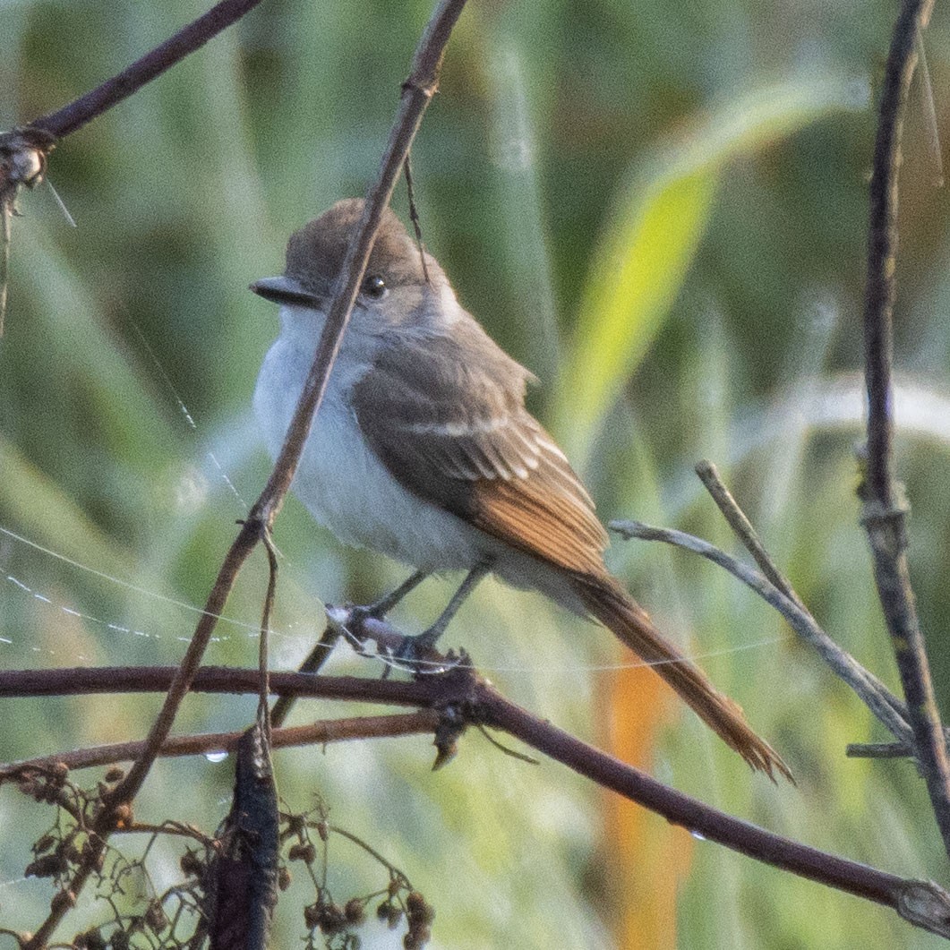Ash-throated Flycatcher - Colin Clasen