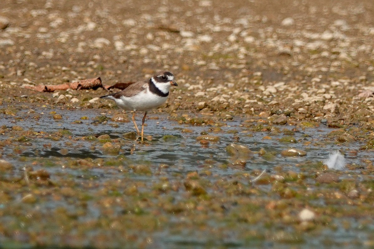 Semipalmated Plover - Larry Theller