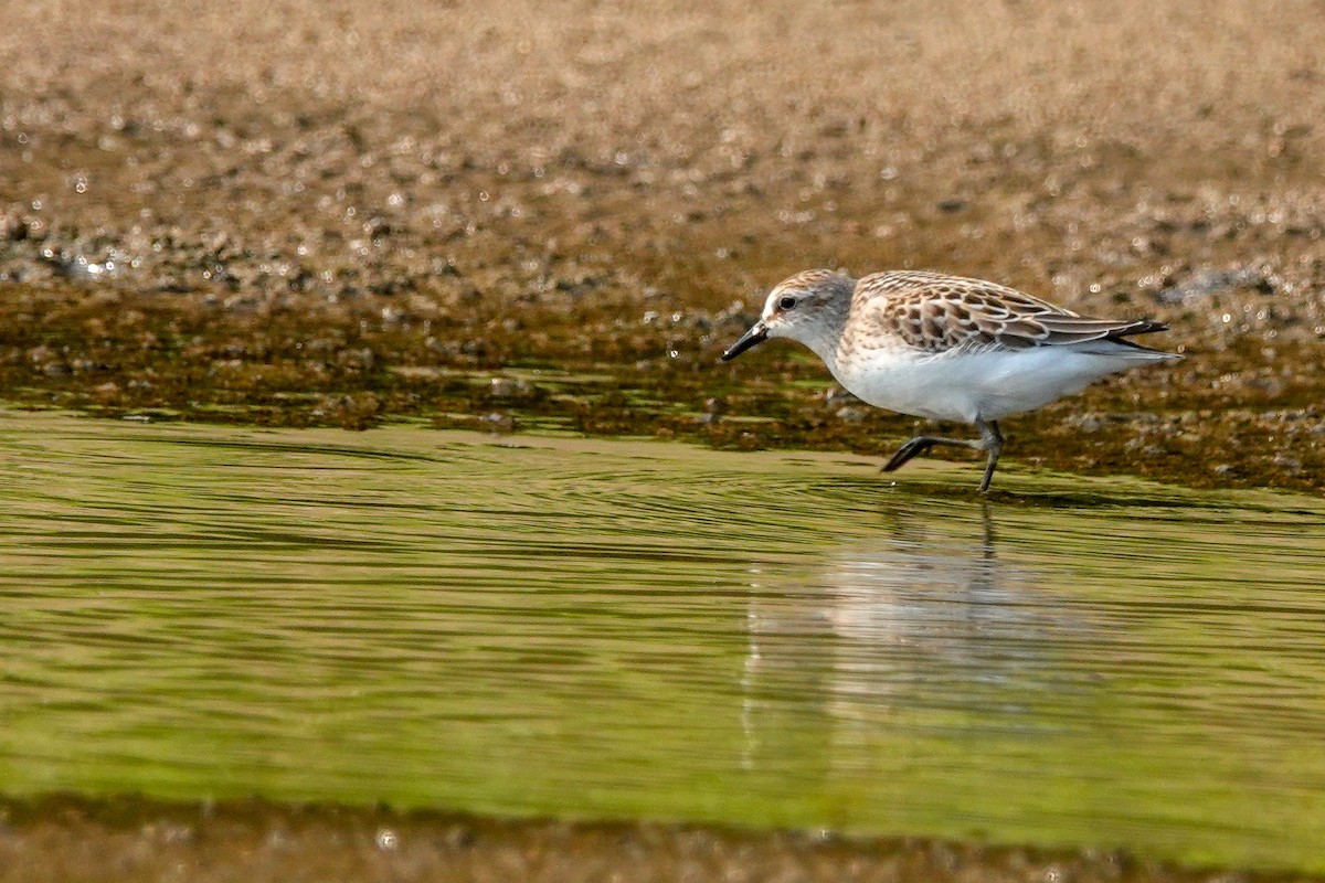 Semipalmated Sandpiper - Larry Theller