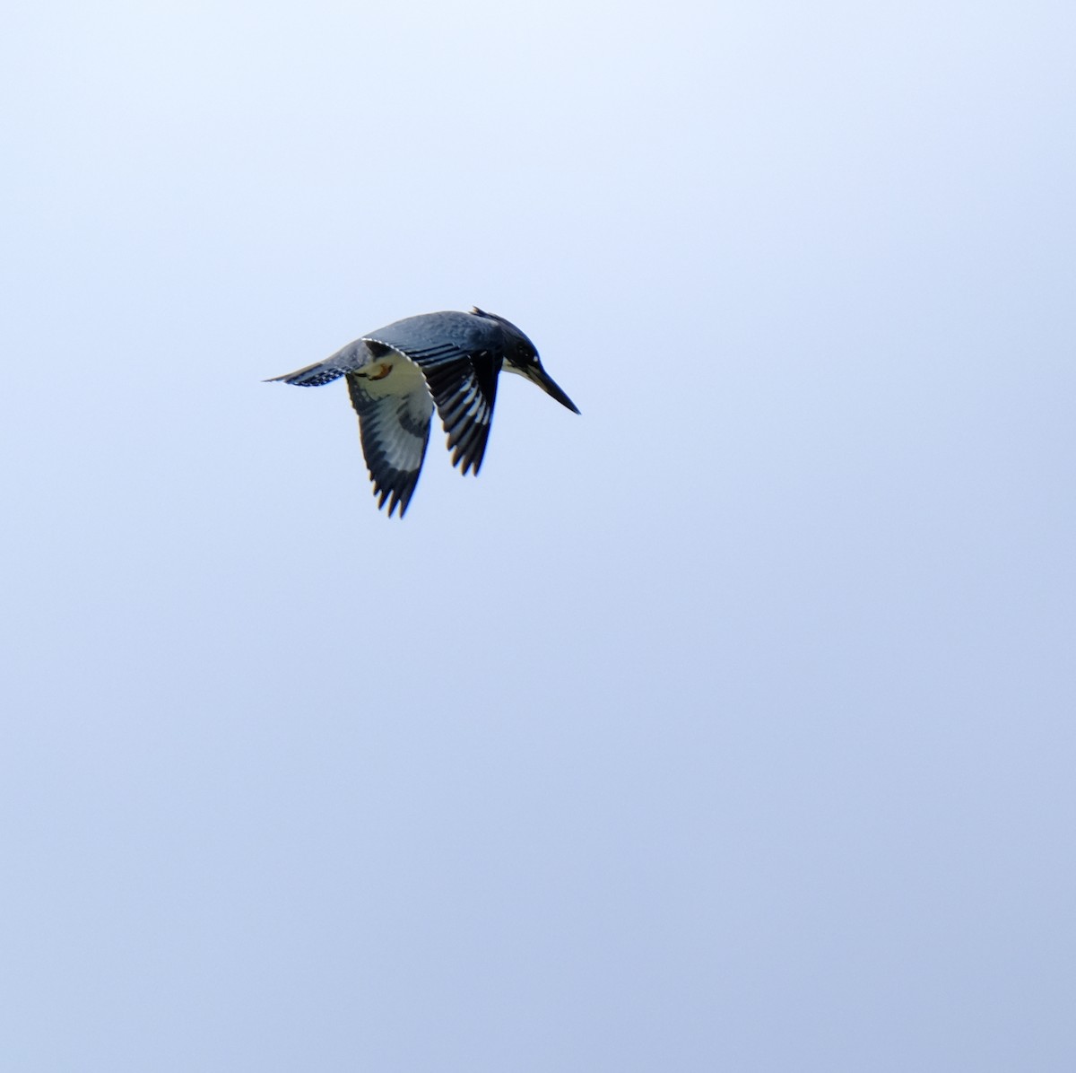 Belted Kingfisher - ML257951121