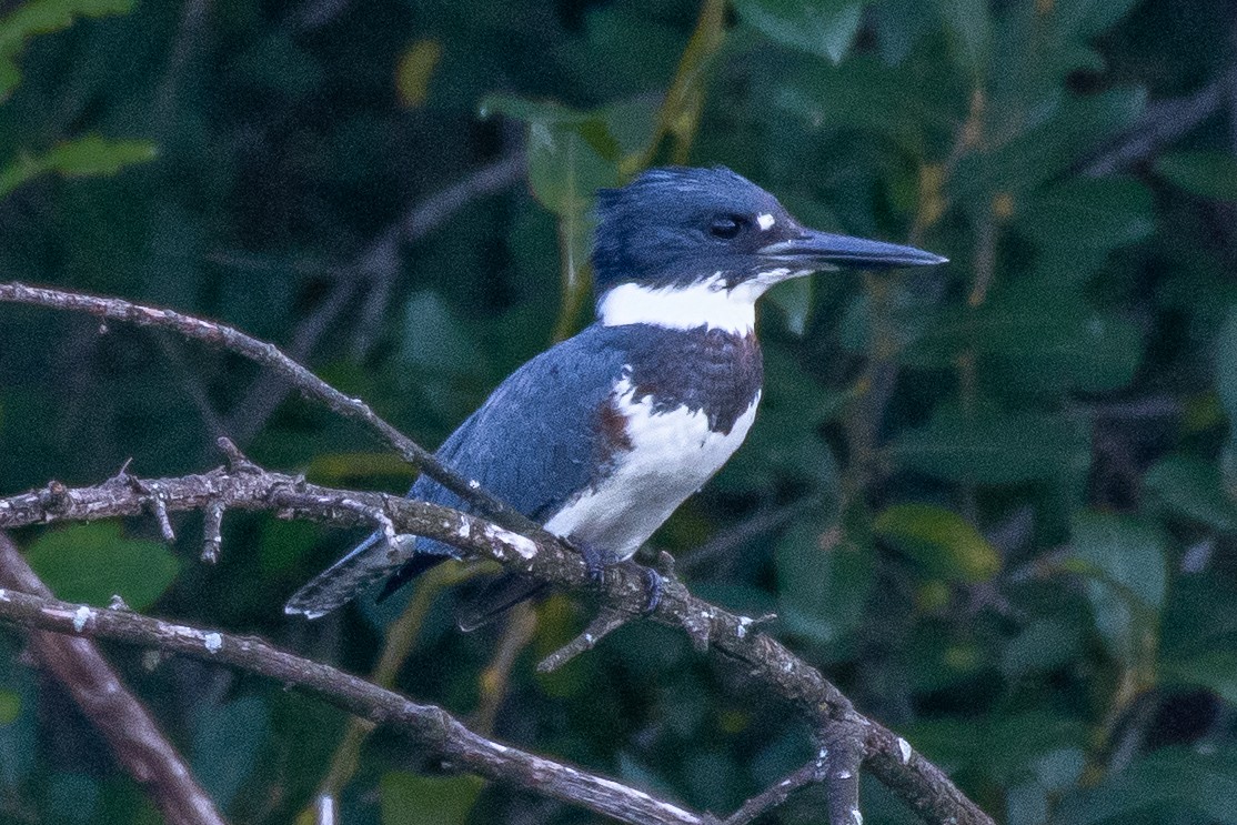 Belted Kingfisher - ML257952611