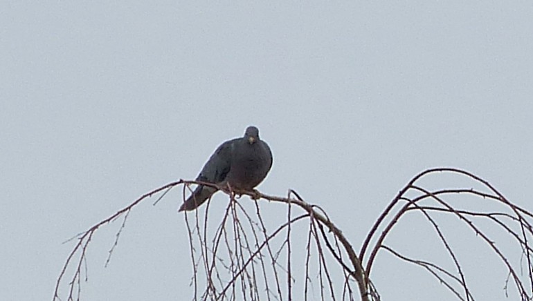 Band-tailed Pigeon - ML25795371