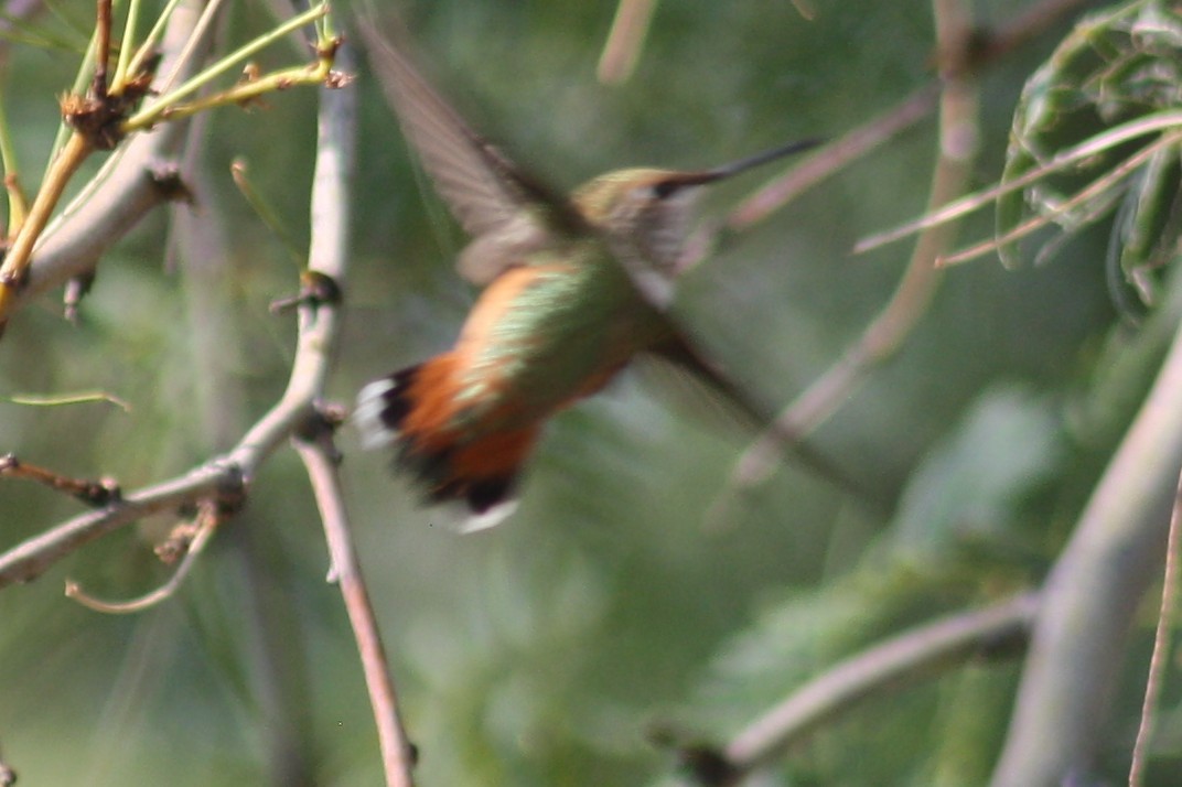 Rufous Hummingbird - ML257954431
