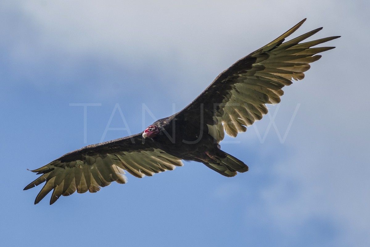 Turkey Vulture - Tanjew Dittgen