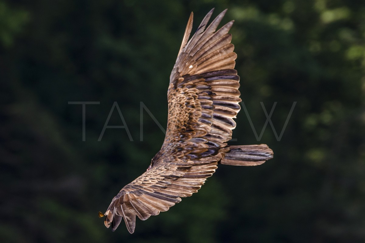 Turkey Vulture - ML257954751